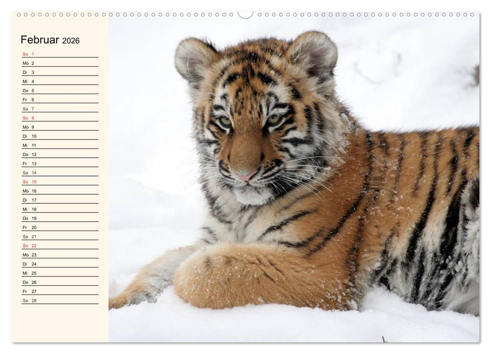 Tiger. Gestreift, wild und schön (CALVENDO Wandkalender 2026)