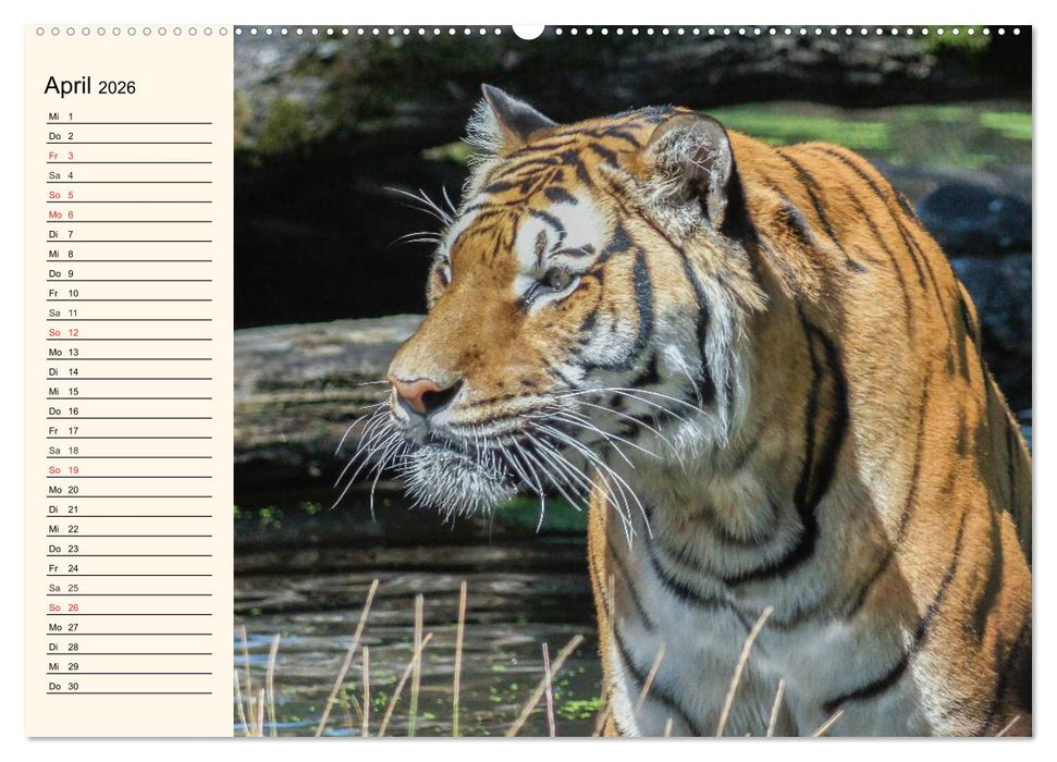 Tiger. Gestreift, wild und schön (CALVENDO Wandkalender 2026)