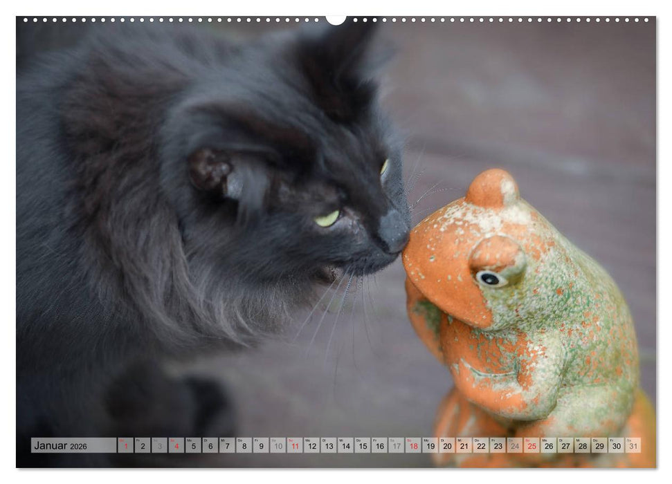 Taffe Begegnungen-Drei Waldkatzen auf Abenteuerreisen (CALVENDO Wandkalender 2026)