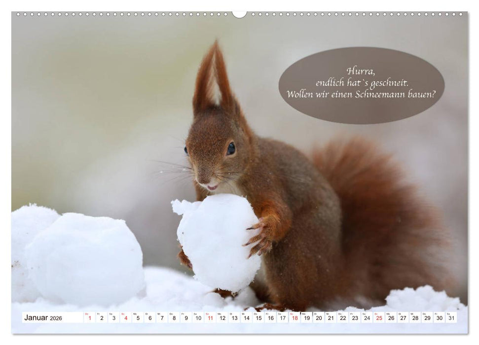 Eichhörnchen - Lustige Kurzgeschichten mit den quirligen Wildtieren (CALVENDO Premium Wandkalender 2026)