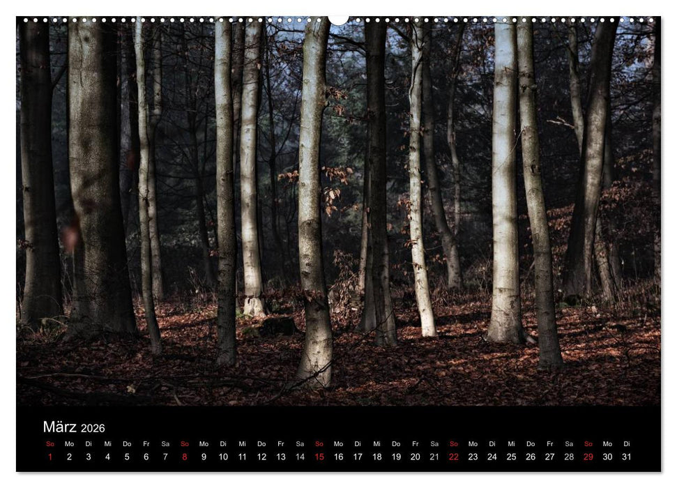 Mystische Wälder (CALVENDO Premium Wandkalender 2026)