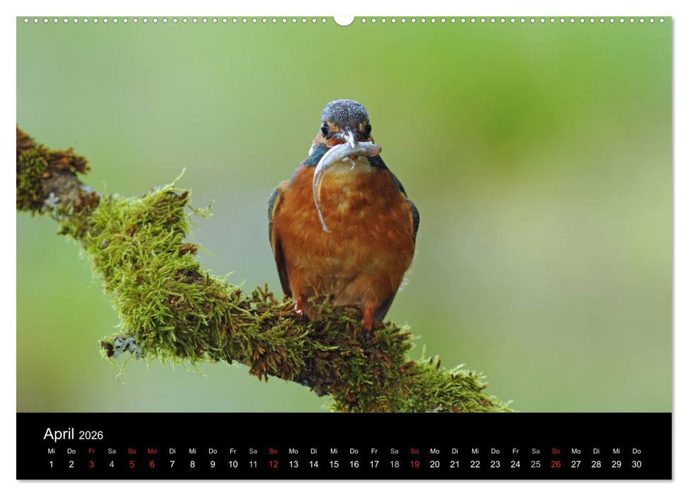 Der Eisvogel...fliegendes Juwel (CALVENDO Premium Wandkalender 2026)