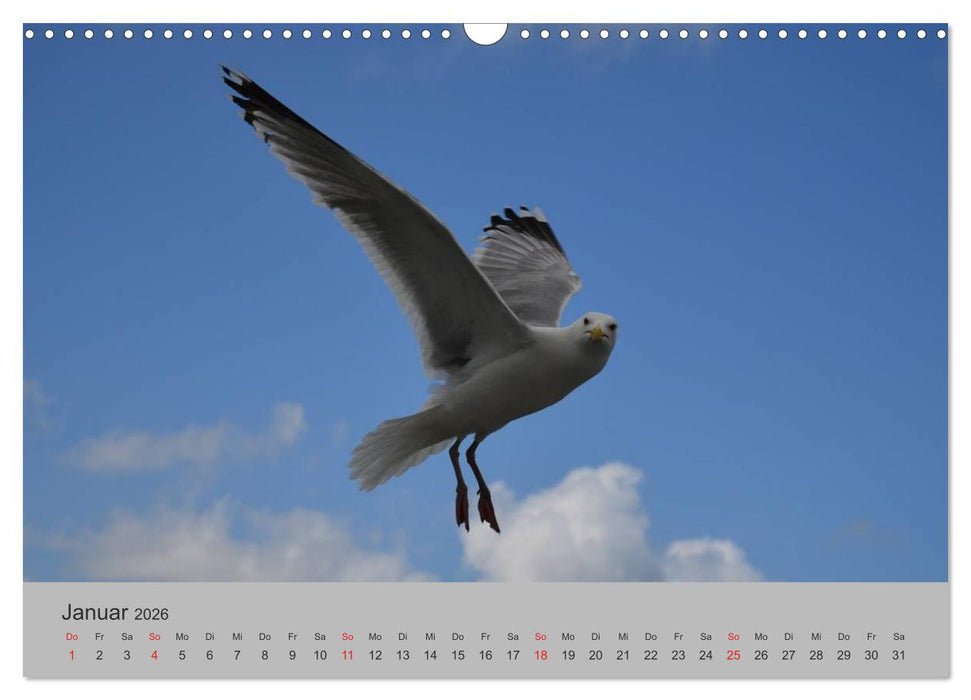Impressionen von Texel (CALVENDO Wandkalender 2026)