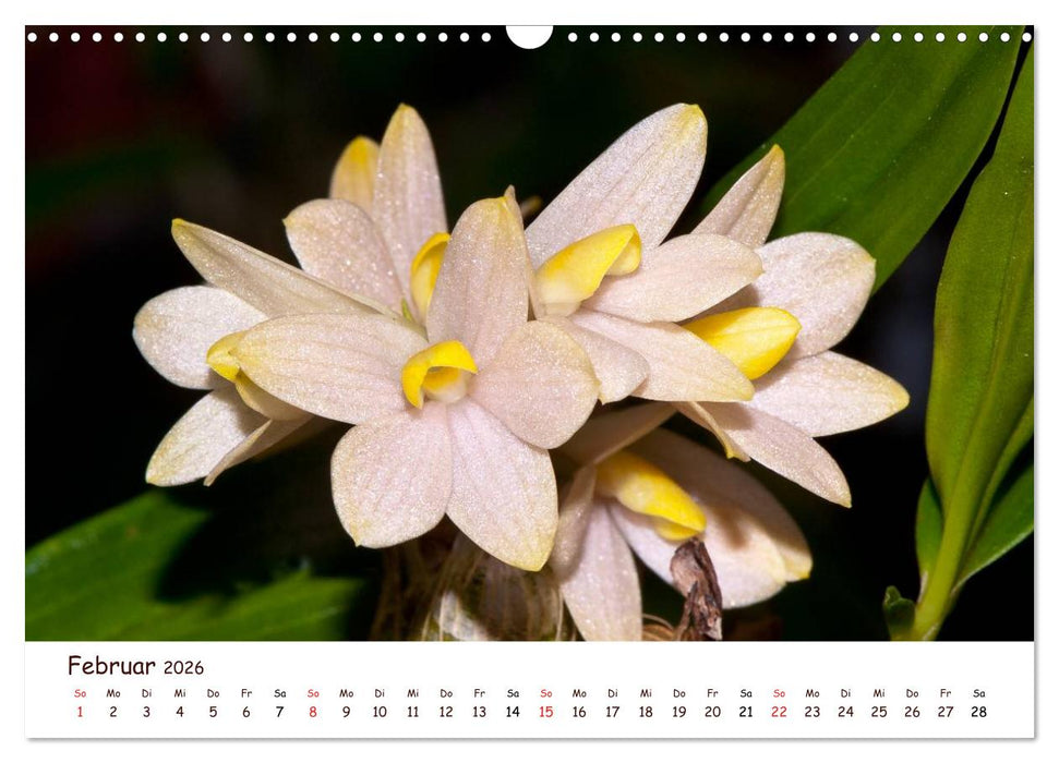 Orchideenzauber (CALVENDO Wandkalender 2026)