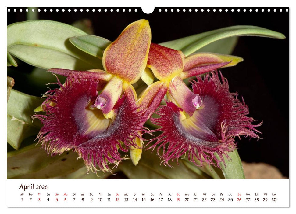 Orchideenzauber (CALVENDO Wandkalender 2026)