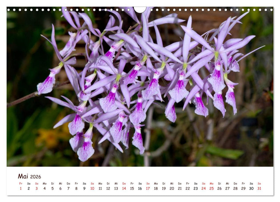 Orchideenzauber (CALVENDO Wandkalender 2026)