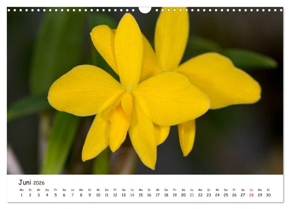 Orchideenzauber (CALVENDO Wandkalender 2026)
