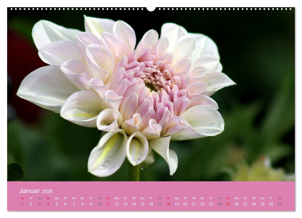 Dahlien (CALVENDO Wandkalender 2026)