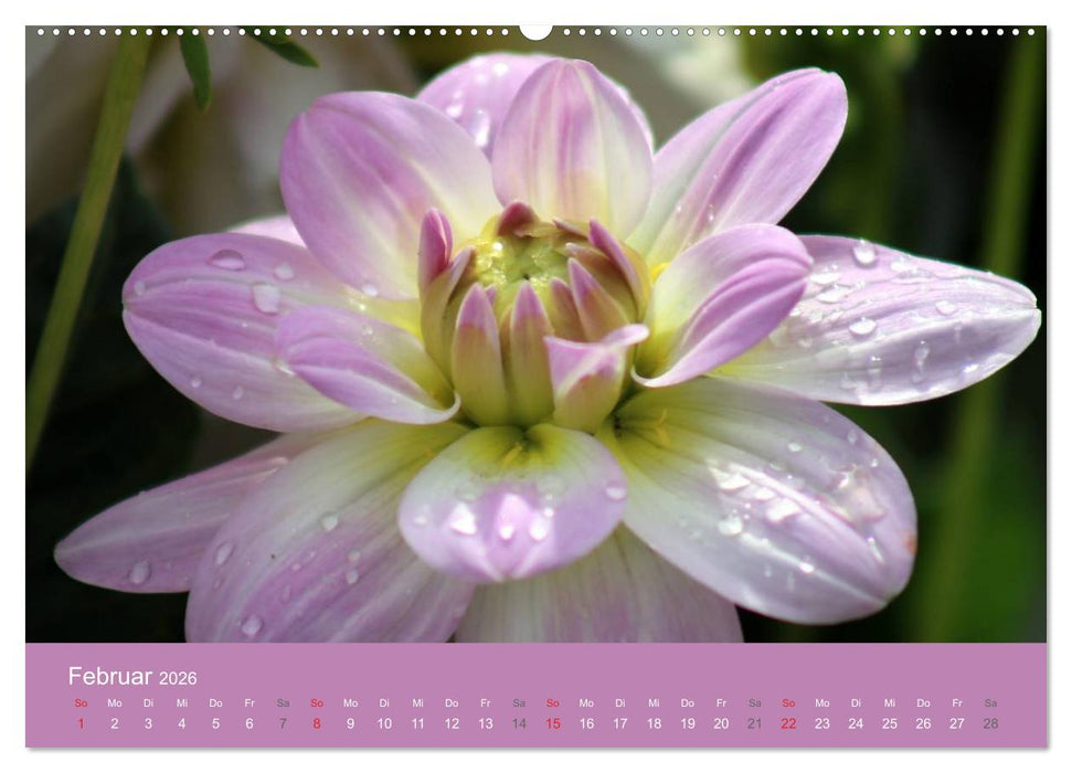 Dahlien (CALVENDO Wandkalender 2026)