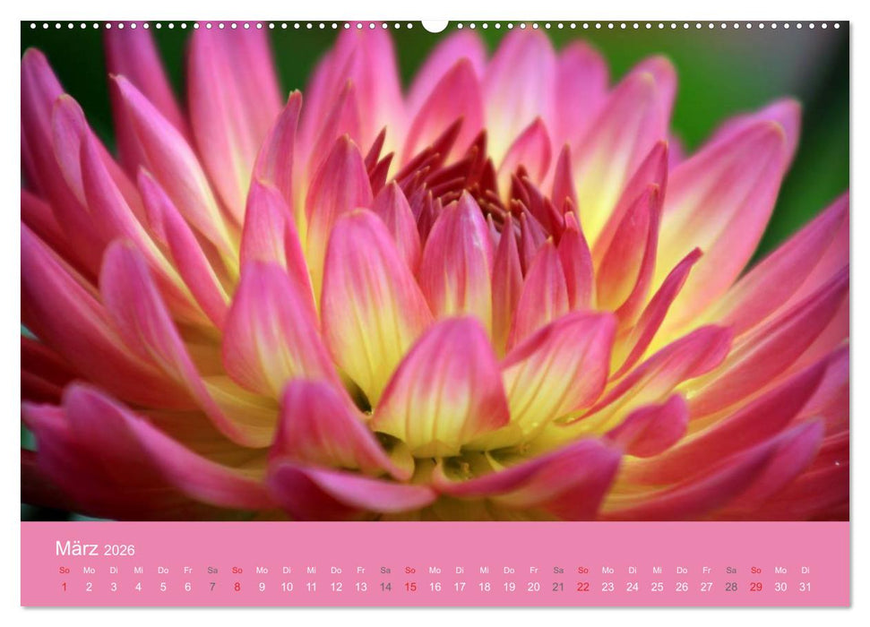 Dahlien (CALVENDO Wandkalender 2026)