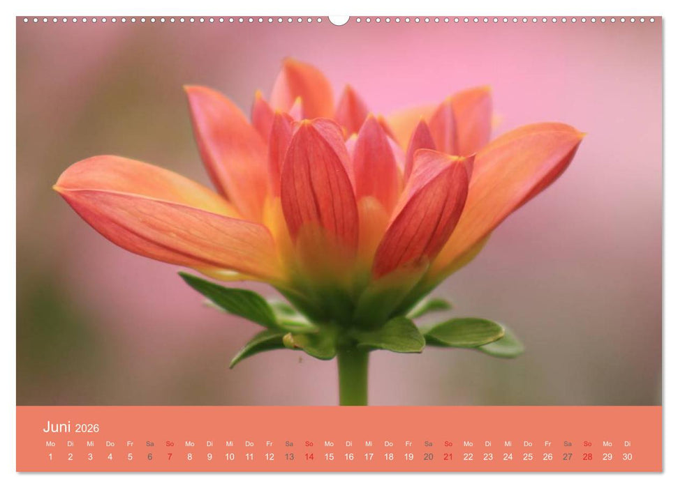 Dahlien (CALVENDO Wandkalender 2026)