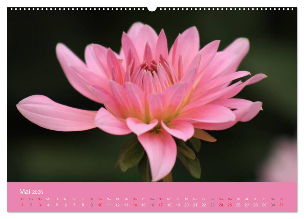 Dahlien (CALVENDO Premium Wandkalender 2026)