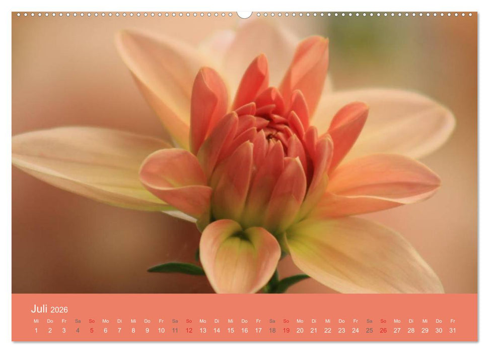 Dahlien (CALVENDO Premium Wandkalender 2026)