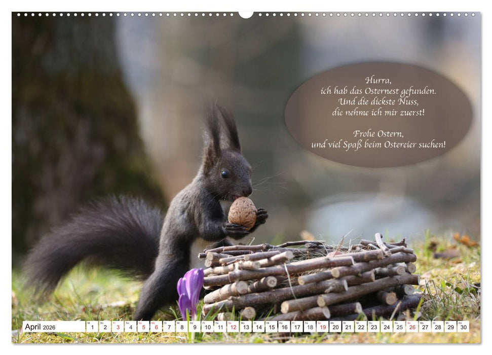 Eichhörnchen - Lustige Kurzgeschichten mit den quirligen Wildtieren (CALVENDO Wandkalender 2026)