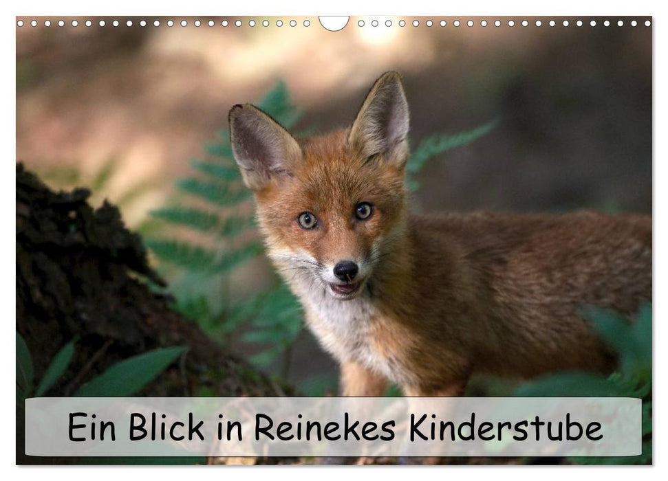 Ein Blick in Reinekes Kinderstube (CALVENDO Wandkalender 2026)