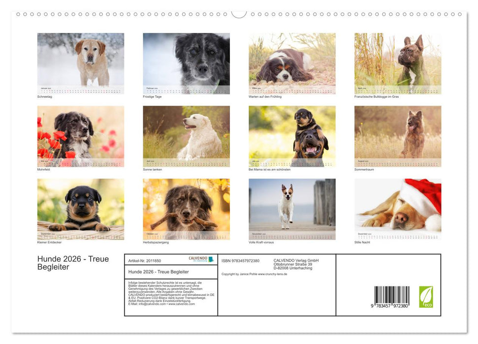Hunde 2026 - Treue Begleiter (CALVENDO Premium Wandkalender 2026)