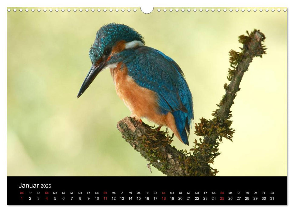 Der Eisvogel...fliegendes Juwel (CALVENDO Wandkalender 2026)