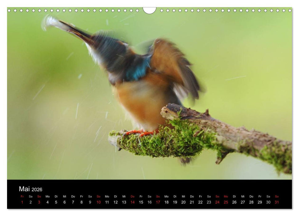 Der Eisvogel...fliegendes Juwel (CALVENDO Wandkalender 2026)