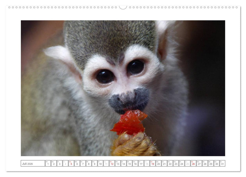 Tiere im Zoo (CALVENDO Premium Wandkalender 2026)