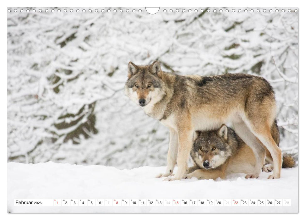 Mit dem Wolf durch's Jahr (CALVENDO Wandkalender 2026)