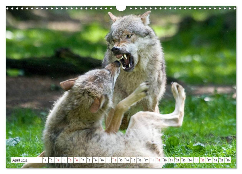 Mit dem Wolf durch's Jahr (CALVENDO Wandkalender 2026)
