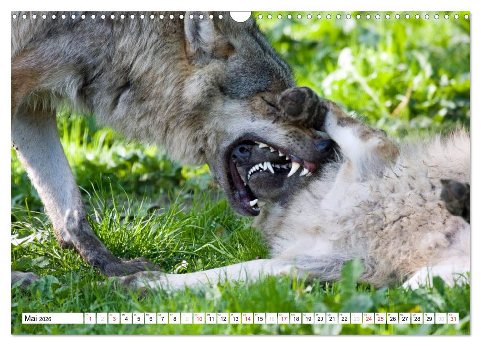 Mit dem Wolf durch's Jahr (CALVENDO Wandkalender 2026)