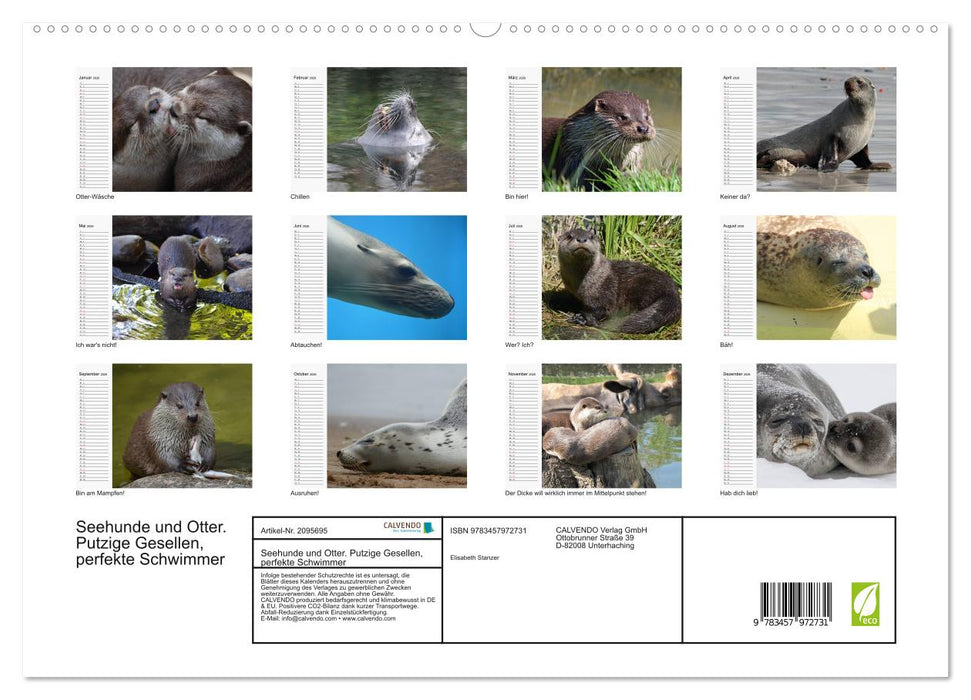 Seehunde und Otter. Putzige Gesellen, perfekte Schwimmer (CALVENDO Premium Wandkalender 2026)
