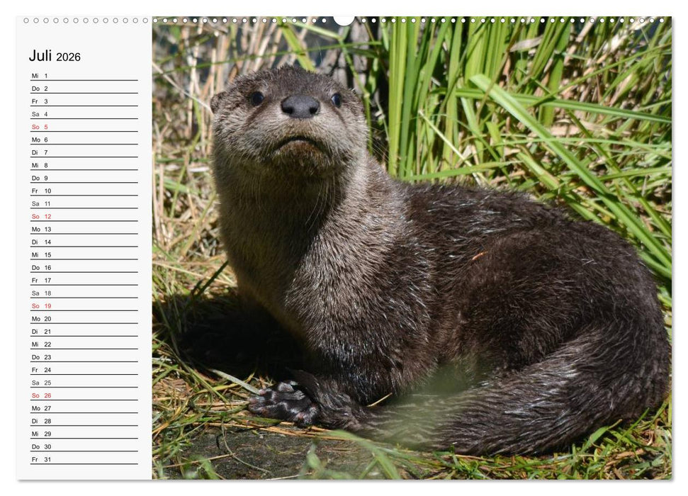 Seehunde und Otter. Putzige Gesellen, perfekte Schwimmer (CALVENDO Premium Wandkalender 2026)