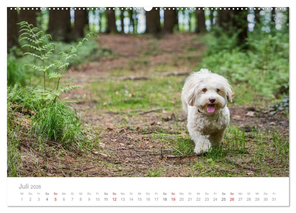 Havaneser - Herz aus Gold (CALVENDO Premium Wandkalender 2026)