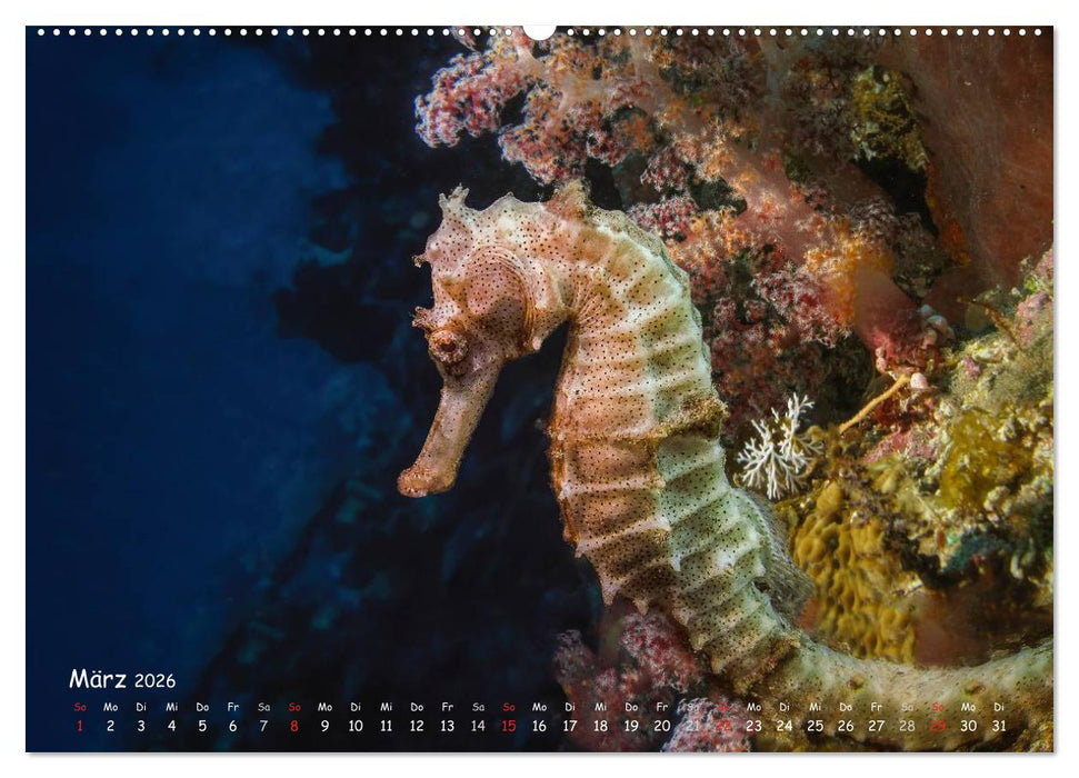 Hippocampus oder einfach nur Seepferdchen (CALVENDO Premium Wandkalender 2026)