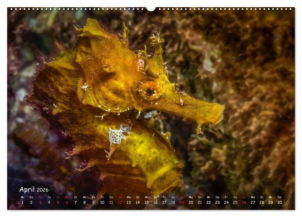 Hippocampus oder einfach nur Seepferdchen (CALVENDO Premium Wandkalender 2026)