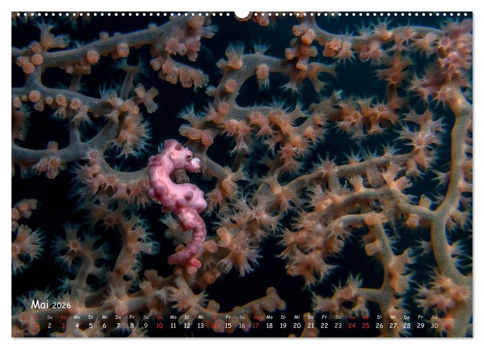 Hippocampus oder einfach nur Seepferdchen (CALVENDO Premium Wandkalender 2026)