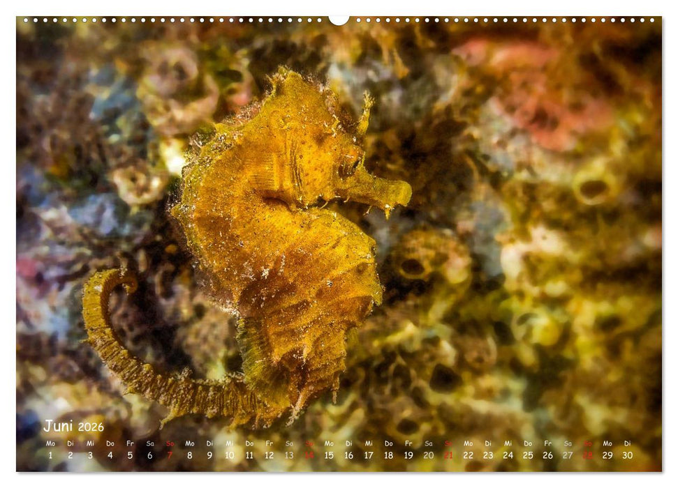Hippocampus oder einfach nur Seepferdchen (CALVENDO Premium Wandkalender 2026)