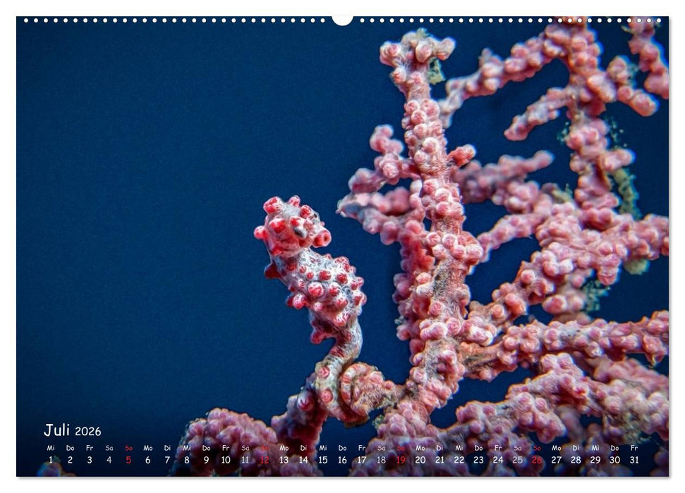 Hippocampus oder einfach nur Seepferdchen (CALVENDO Premium Wandkalender 2026)