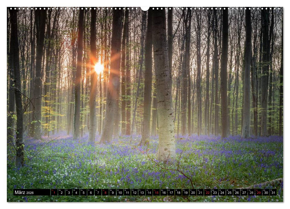 Ein neuer Tag beginnt (CALVENDO Premium Wandkalender 2026)