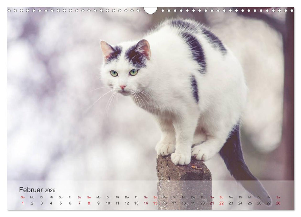 Katzen 2026 Bezaubernde Samtpfoten (CALVENDO Wandkalender 2026)