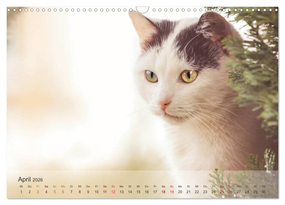 Katzen 2026 Bezaubernde Samtpfoten (CALVENDO Wandkalender 2026)