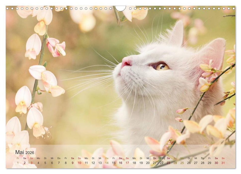 Katzen 2026 Bezaubernde Samtpfoten (CALVENDO Wandkalender 2026)