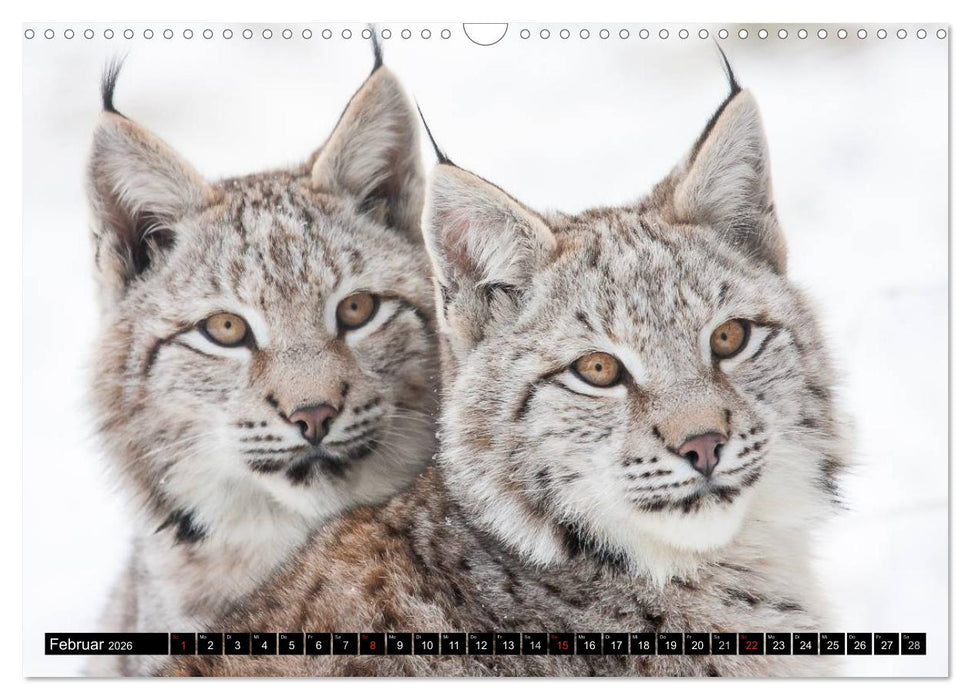 Luchskinder (CALVENDO Wandkalender 2026)