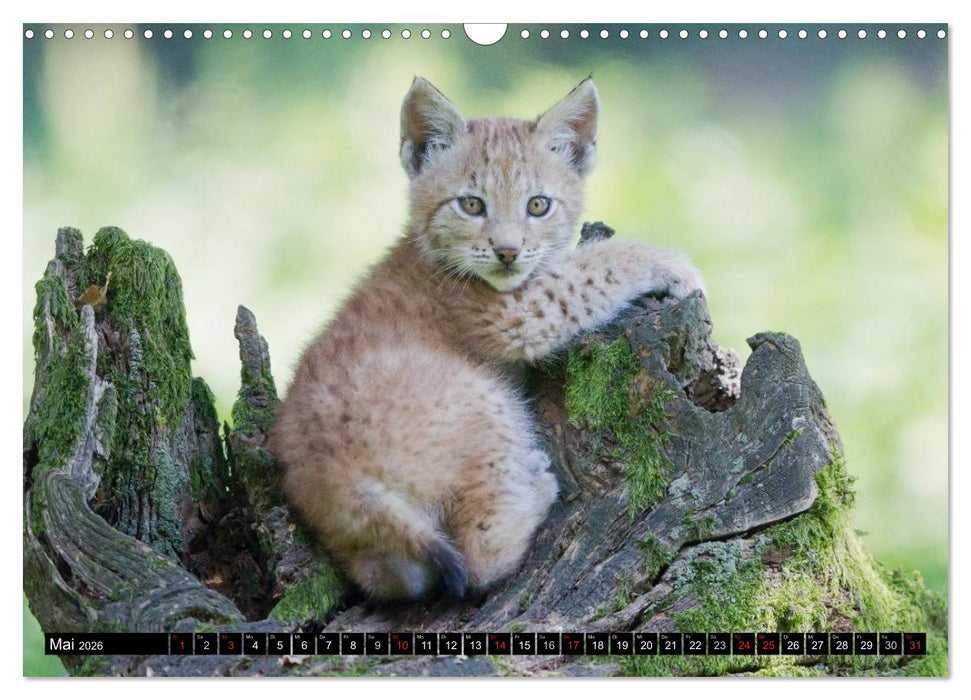 Luchskinder (CALVENDO Wandkalender 2026)