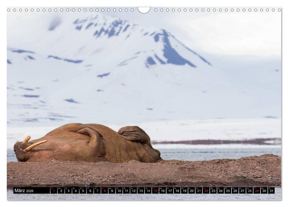 Spitzbergen - Arktische Impressionen (CALVENDO Wandkalender 2026)