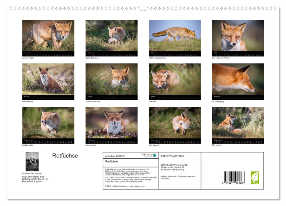 Rotfüchse (CALVENDO Premium Wandkalender 2026)