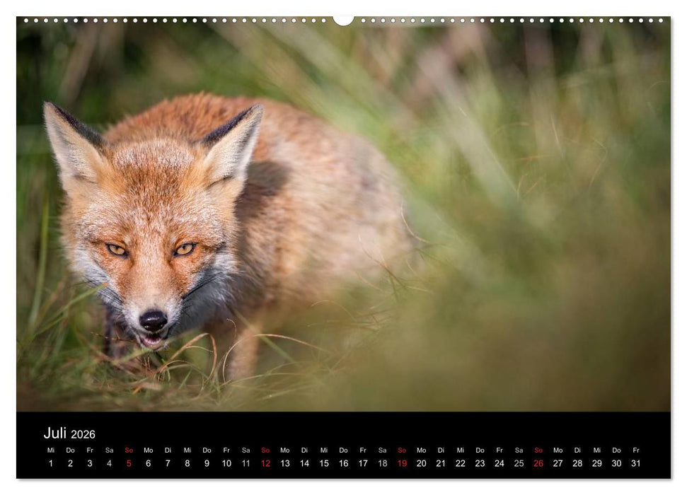 Rotfüchse (CALVENDO Premium Wandkalender 2026)