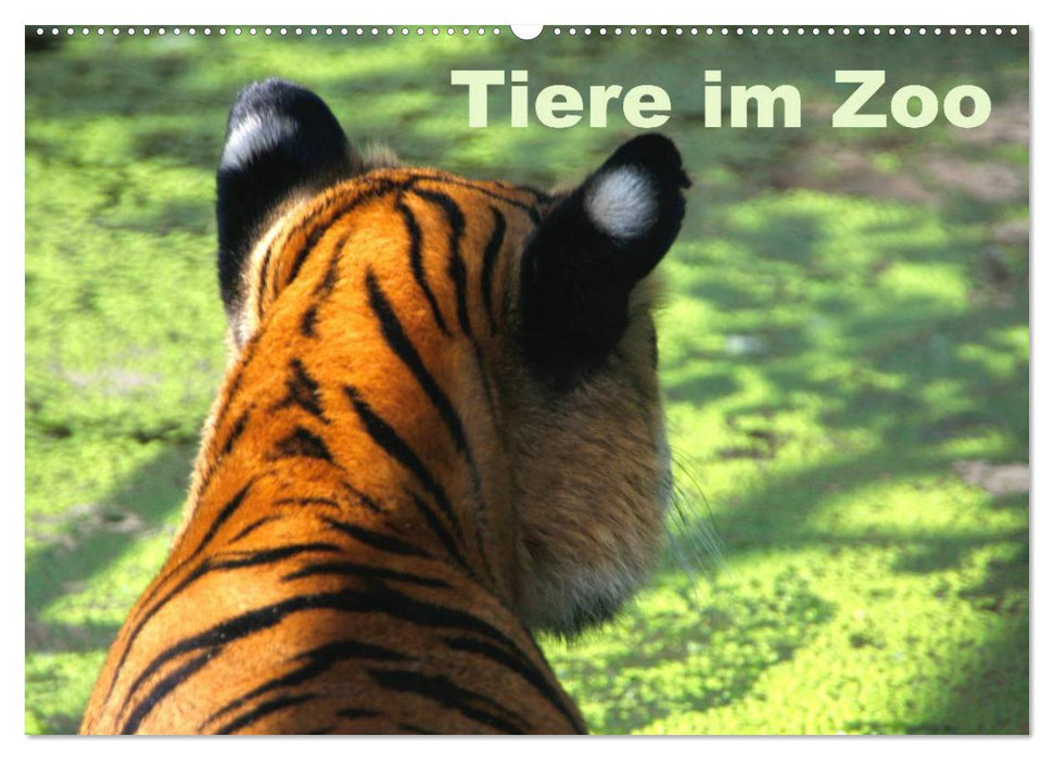 Tiere im Zoo (CALVENDO Wandkalender 2026)