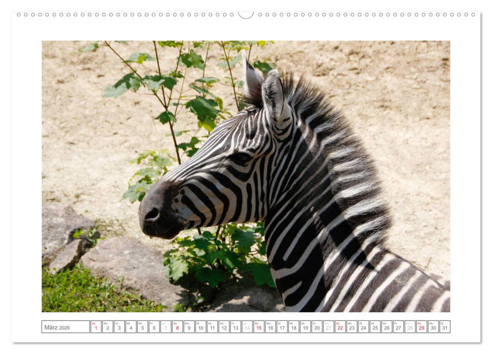 Tiere im Zoo (CALVENDO Wandkalender 2026)