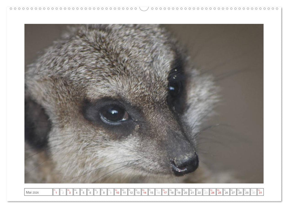 Tiere im Zoo (CALVENDO Wandkalender 2026)