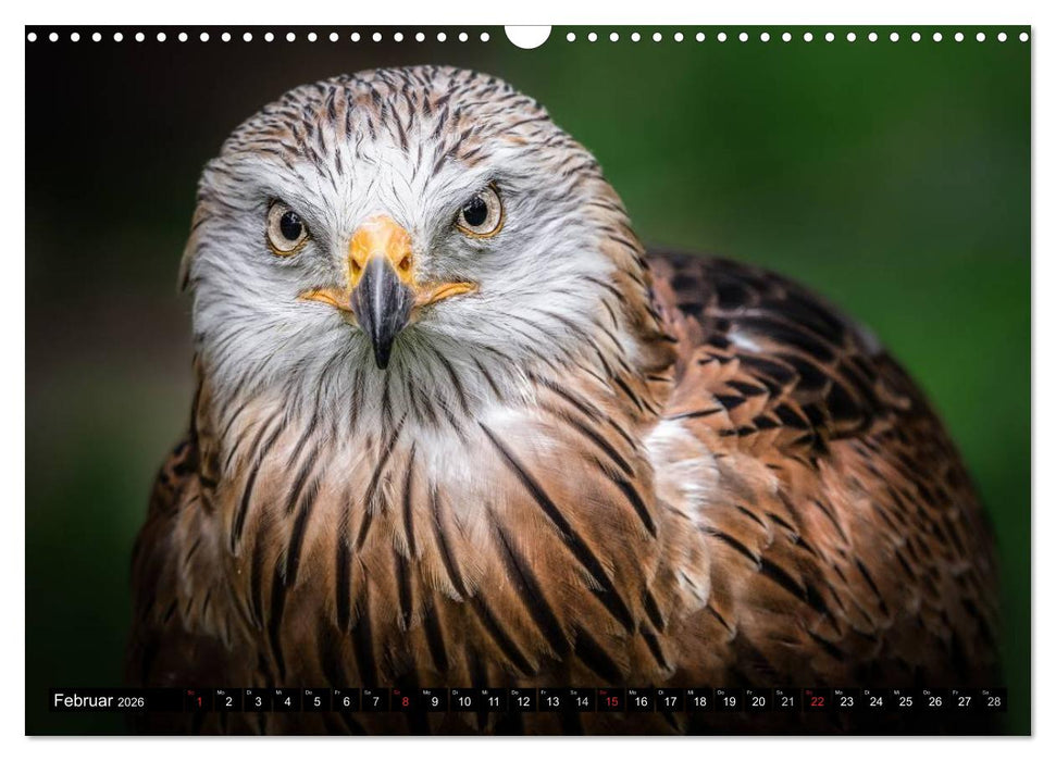 Greifvögel und Eulen (CALVENDO Wandkalender 2026)