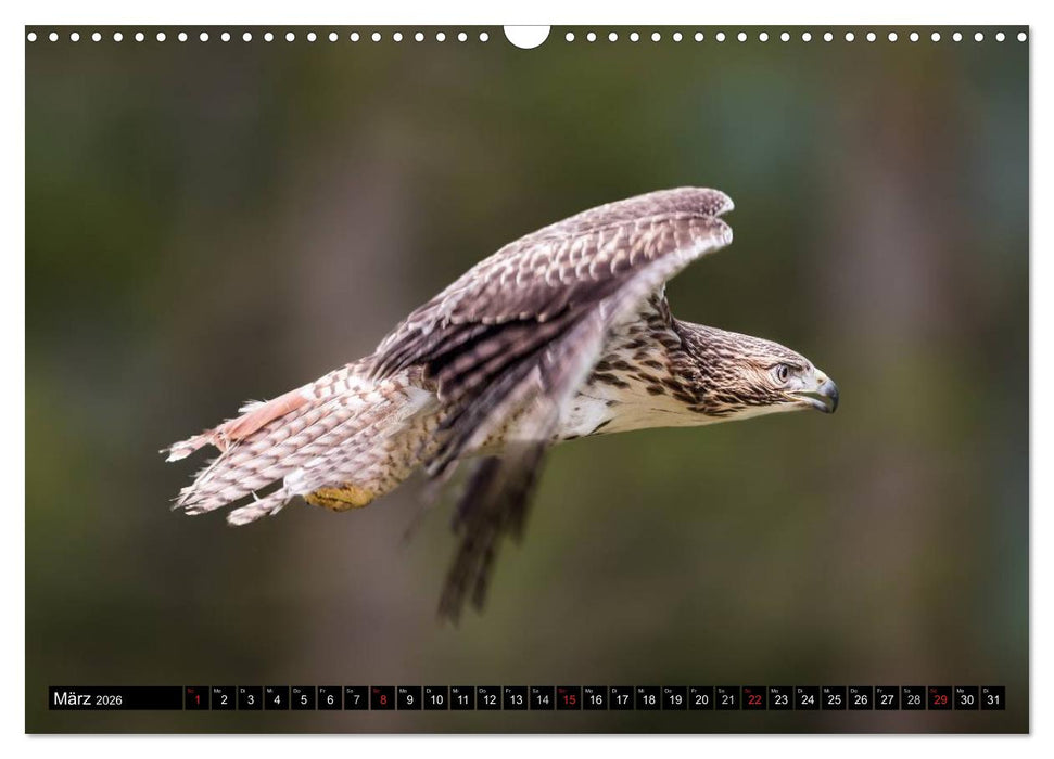 Greifvögel und Eulen (CALVENDO Wandkalender 2026)
