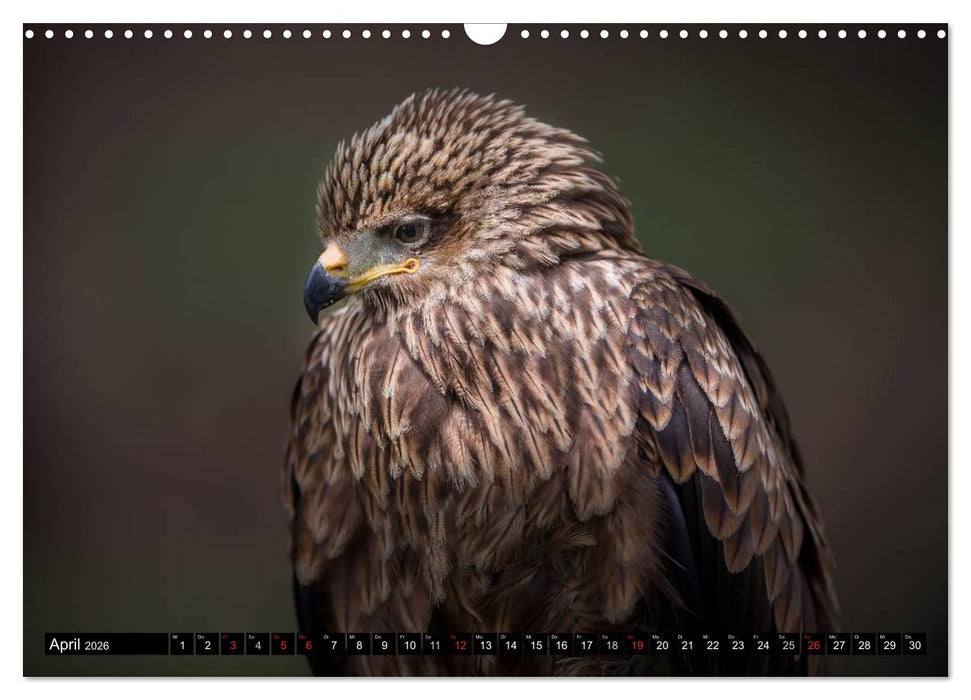 Greifvögel und Eulen (CALVENDO Wandkalender 2026)