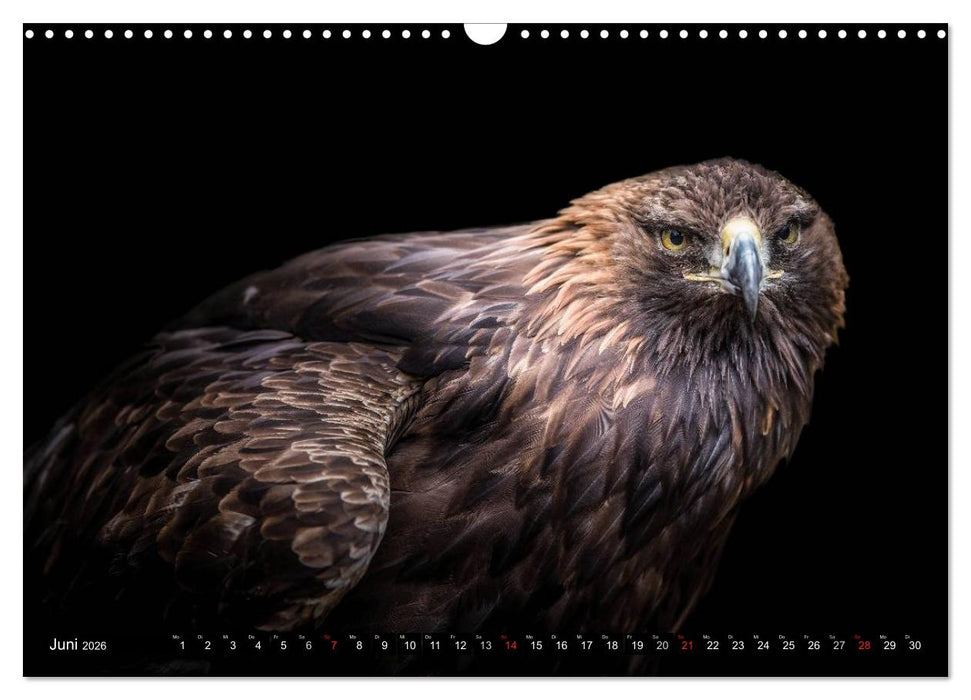 Greifvögel und Eulen (CALVENDO Wandkalender 2026)